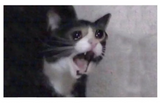 3×5 Crying Cat Meme Stock Flag
